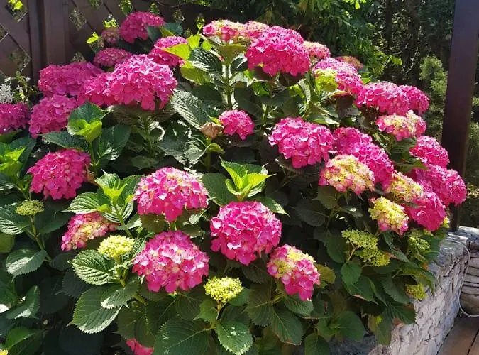 Poisson Rouge Hotel Bonifacio (Corsica)